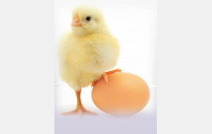 Rencontre Poussin CD90