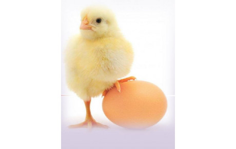 Rencontres POUSSINS